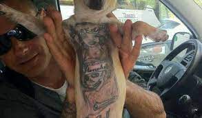 Comissão do Senado aprova projeto que proíbe realização de tatuagens em cães e gatos; prisão é de até 5 anos