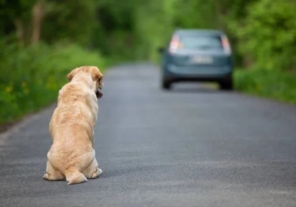 Imagem de um cachorro na beira de uma estrada enquanto observa um veículo se distanciar.