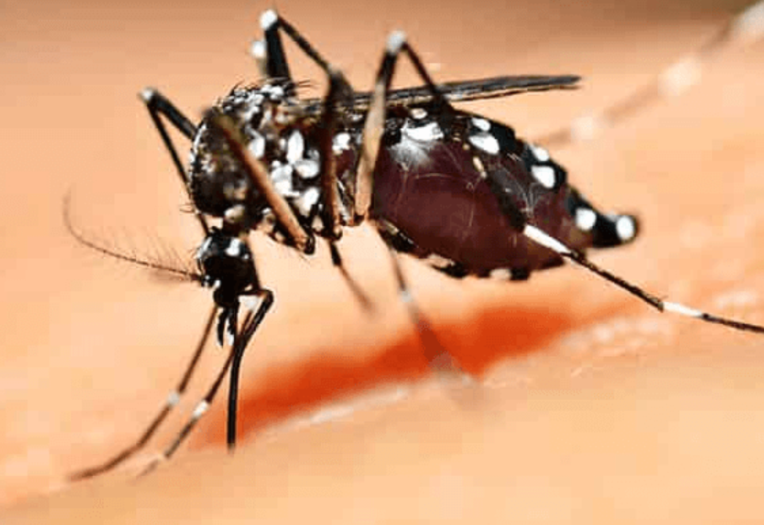 Mosquito Aedes aegypti