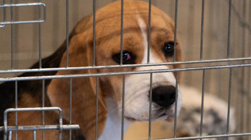 Cachorro preso em gaiola para testes de cosméticos que passaram a ser proibidos no Brasil