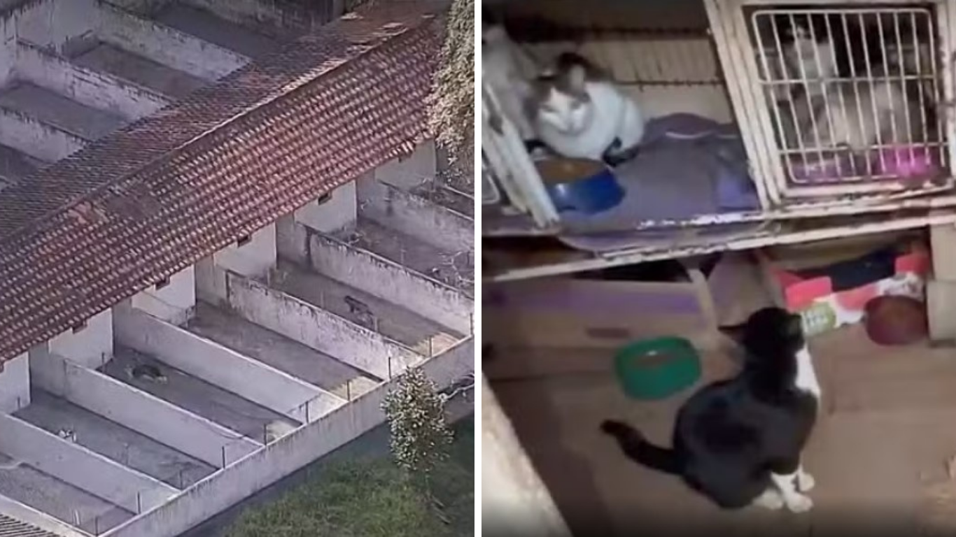 Polícia encontra mais de 100 animais em situação de maus-tratos em ONG de Mairiporã