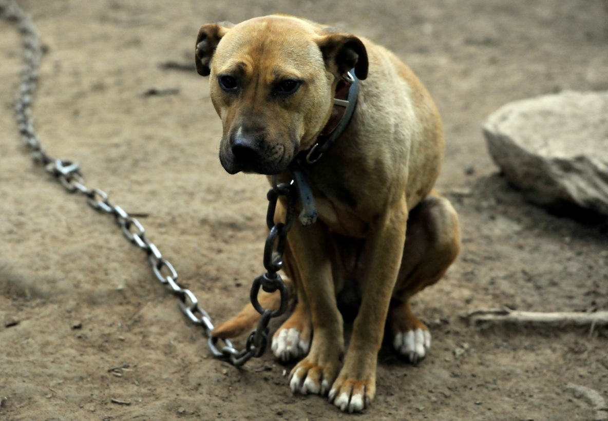 Cachorro amarrado em corrente.