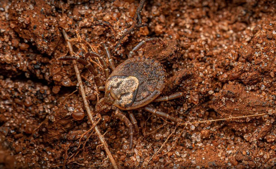 Carrapatos transmissores da febre maculosa e de outras doenças.