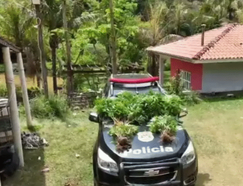 Louveira vira alvo de operação policial após descoberta de plantação de maconha gourmet