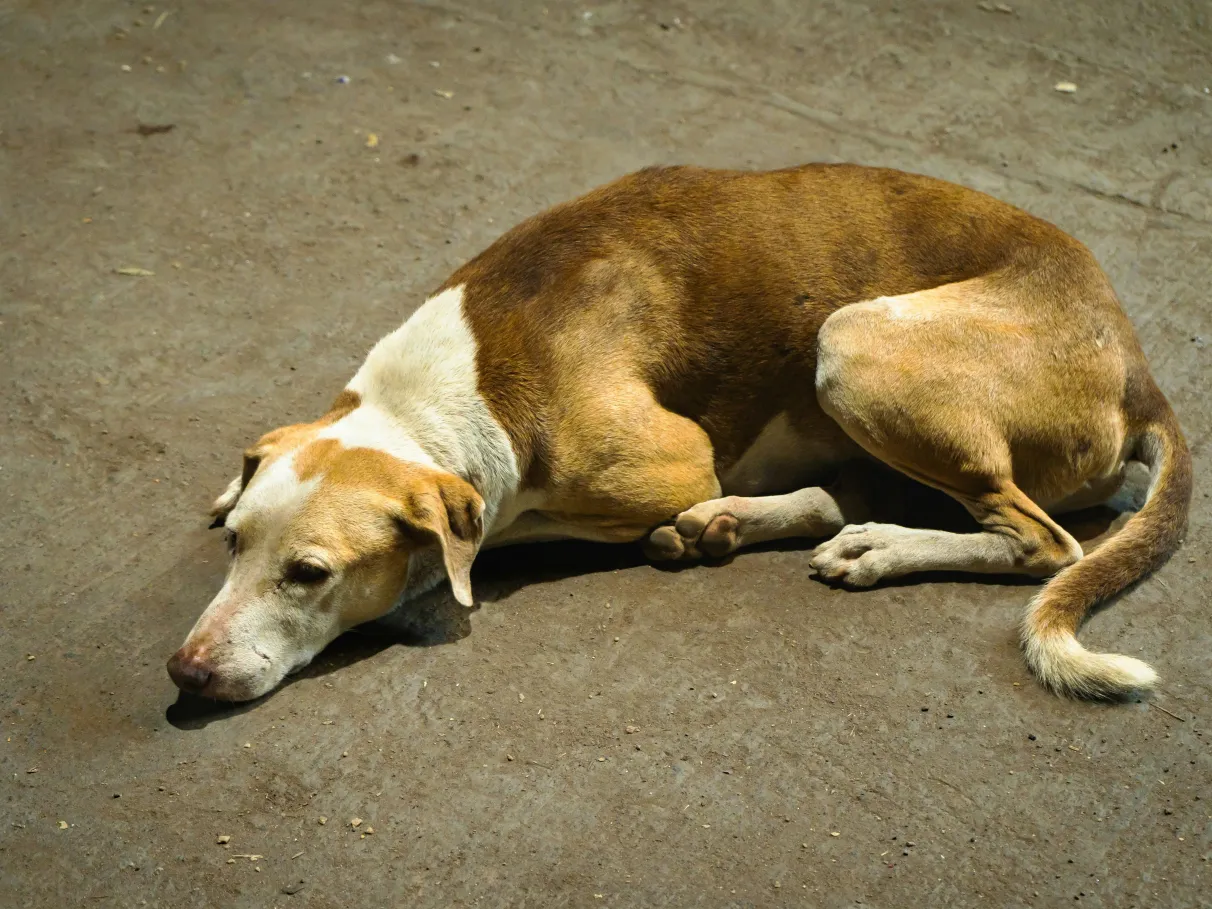 Cachorro doente