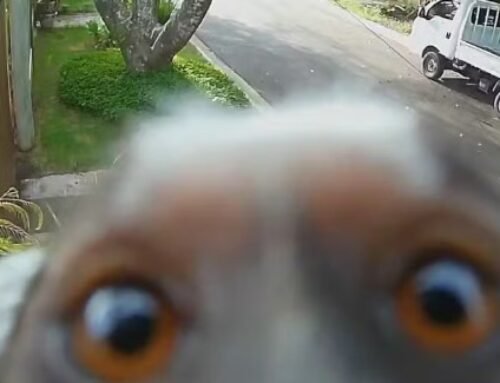 Sagui ‘curioso’ analisa câmera de segurança instalada por morador de Jundiaí