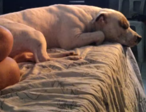 Pitbull morre após ser baleado por guarda municipal no Jardim Soberano, em Salto