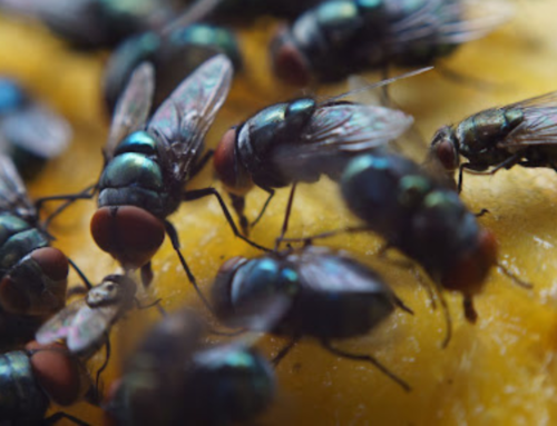 Caieiras registra explosão de moscas e moradores cobram ação imediata