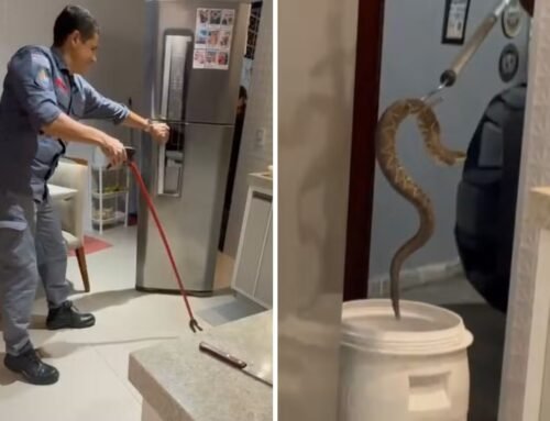 Cobra cascavel é encontrada dentro de cozinha e mobiliza bombeiros em Louveira