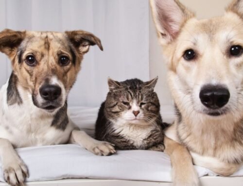 Itupeva abre agendamento para vacinação antirrábica de cães e gatos em abril
