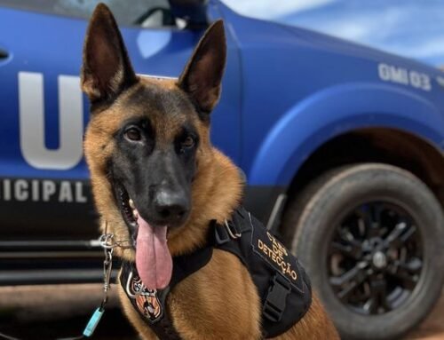 ROMU e Canil da Guarda Civil de Valinhos prendem suspeito de tráfico de drogas no Jardim das Figueiras