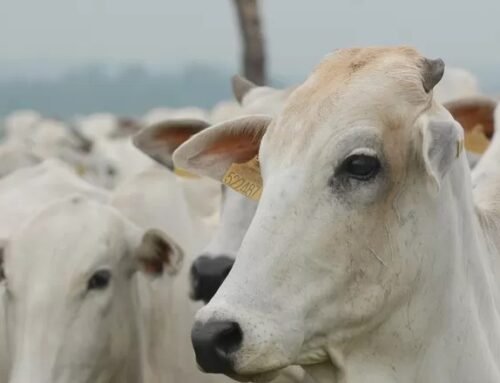 Polícia Rodoviária flagra transporte irregular de animais e detém motorista por maus-tratos