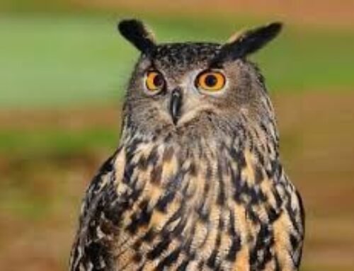 Coruja-Buraqueira, ave símbolo de Bragança Paulista, ganha evento especial no Lago do Taboão