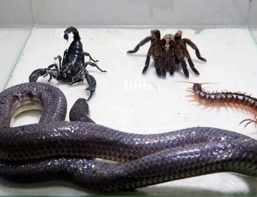 Louveira orienta sobre acidentes com animais peçonhentos e reforça rede de atendimento