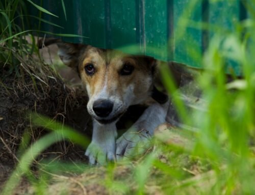 Valinhos intensifica campanha Abril Laranja contra maus-tratos a animais