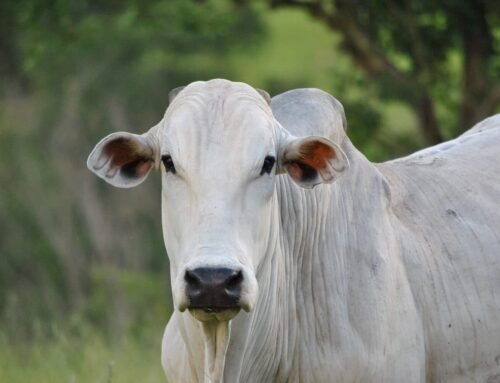 Incidente com boi e denúncias de maus-tratos marcam Cavalhada em Bragança Paulista