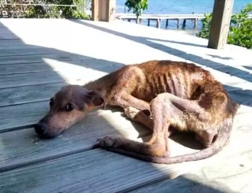 Ativista denuncia novo caso de maus-tratos e alerta para aumento das ocorrências em Jundiaí