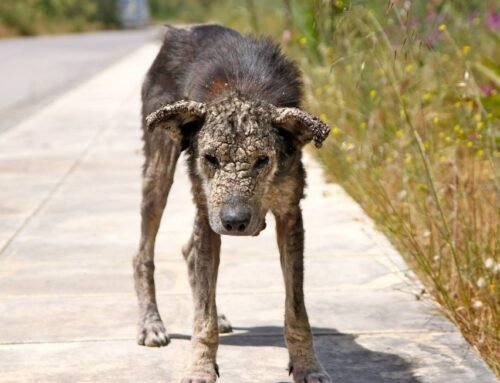 Governo de SP endurece punições e multas por maus-tratos contra animais podem chegar a R$ 50 mil