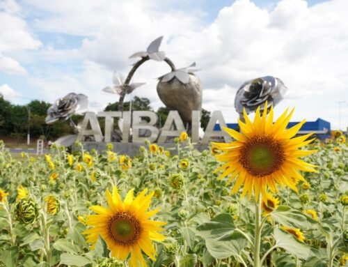 Girassóis reforçam paisagismo urbano e conscientização no trânsito durante o Maio Amarelo em Atibaia
