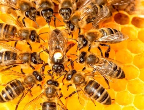 Valinhos cria programa Doce Jardim para proteger abelhas e fortalecer a biodiversidade