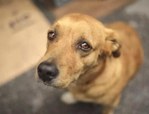 Ativista denuncia suposto caso de zoofilia e maus-tratos contra animais em Francisco Morato
