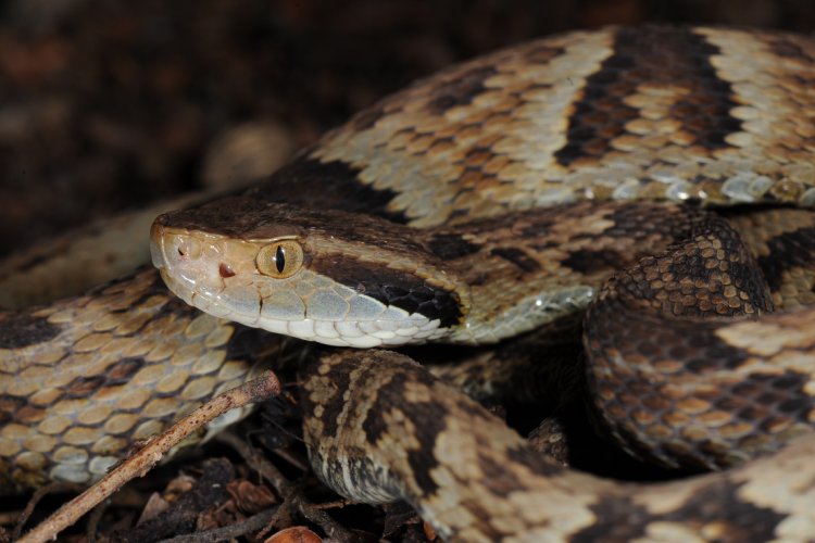 A-jararaca-verdadeira-e-responsavel-por-quase-80-dos-acidentes-com-cobras-no-Brasil.-Foto-Giuseppe-Puorto