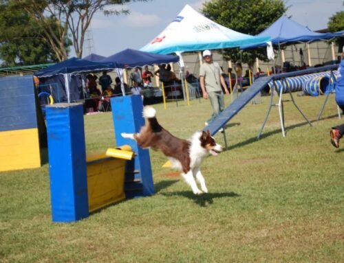 Itu recebe PET Day e Campeonato de Agility
