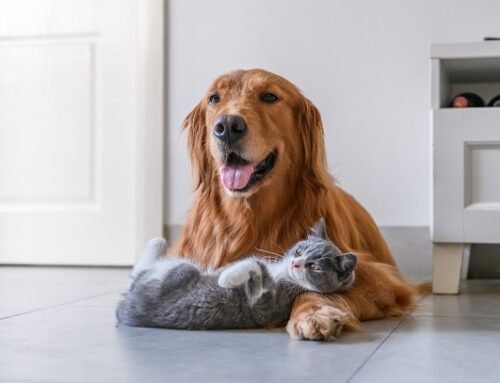 Louveira abre inscrições para campanha gratuita de castração de cães e gatos