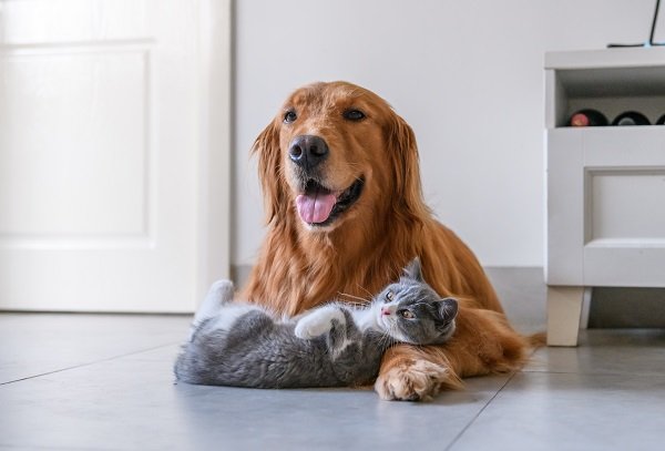 Golden Retriever and Kitten