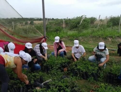 Feira agroecológica do MST leva alimentos sem agrotóxicos e programação cultural a Jarinu