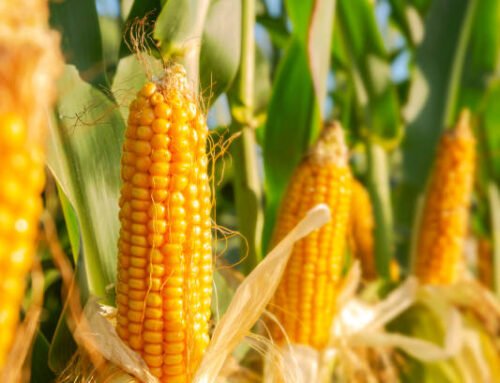 Piracaia recebe evento gratuito sobre agroecologia e consumo consciente