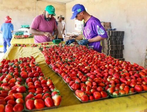 Jarinu e Atibaia esperam vender 80 toneladas de morangos
