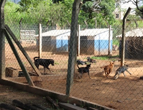 Centro de Controle de Zoonoses de Itu passa por reforma