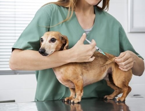 Louveira reforça vacinação antirrábica gratuita para cães e gatos.