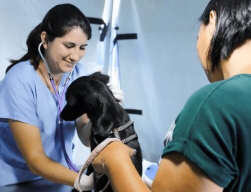 Valinhos abre inscrições para castração gratuita de cães e gatos no Jardim América neste sábado