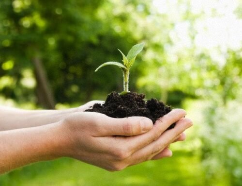Mairiporã abre consulta pública para criação do Código Municipal de Meio Ambiente