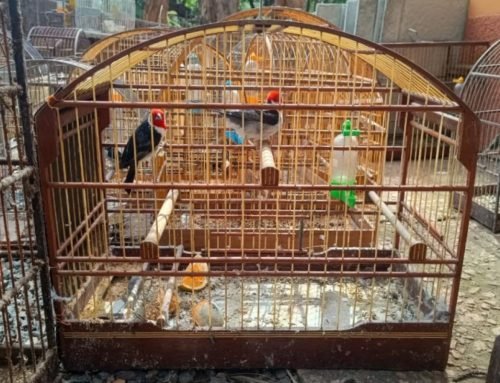 Louveira resgata 126 aves mantidas ilegalmente
