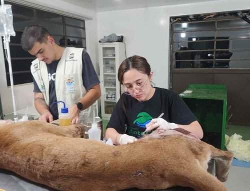 Onça-parda é resgatada após atropelamento na Marechal Rondon, em Itu