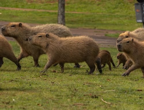 Fauna vira preocupação com obras do TIC