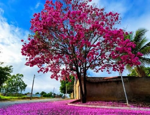 Florada de ipês transforma ruas de Itu em cenário cor-de-rosa