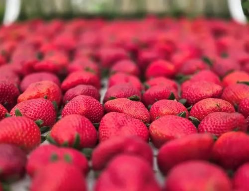 Sebrae participa da Festa de Flores e Morangos de Atibaia