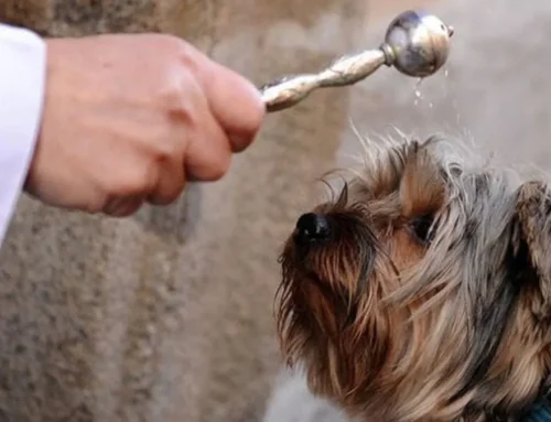 USF Bragança promove bênção para pets