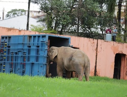 Elefante Sandro deixa zoo de Sorocaba rumo a santuário