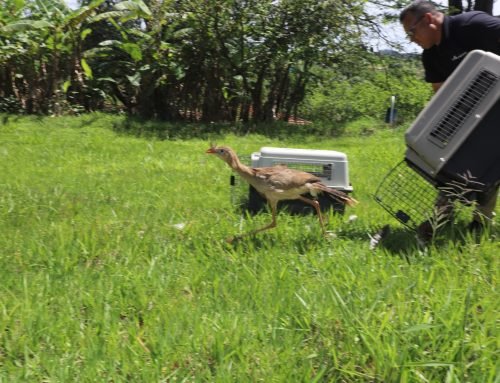 Louveira devolve duas seriemas à natureza na Fazenda Santo Antônio