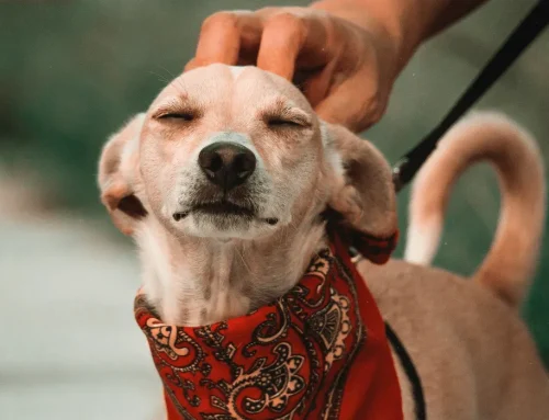 Franco da Rocha abre inscrições para castração gratuita de cães e gatos