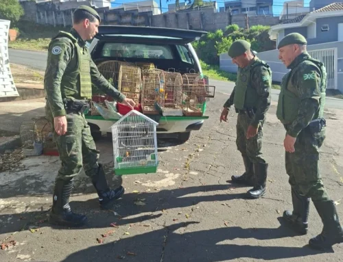 GCM de Valinhos apreende aves silvestres e drogas