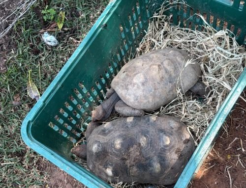 Bragança apreende 132 animais silvestres