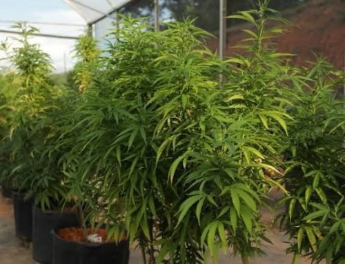 Justiça nega autorização para cultivo de cannabis medicinal em Itupeva