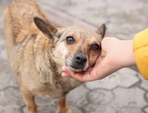 Atibaia cria cadastro para cães e gatos comunitários